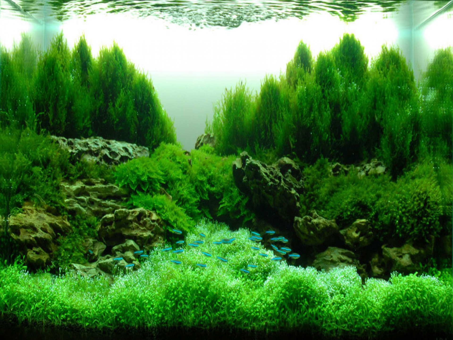 decoration green water plant fish in aquarium  aquascape  