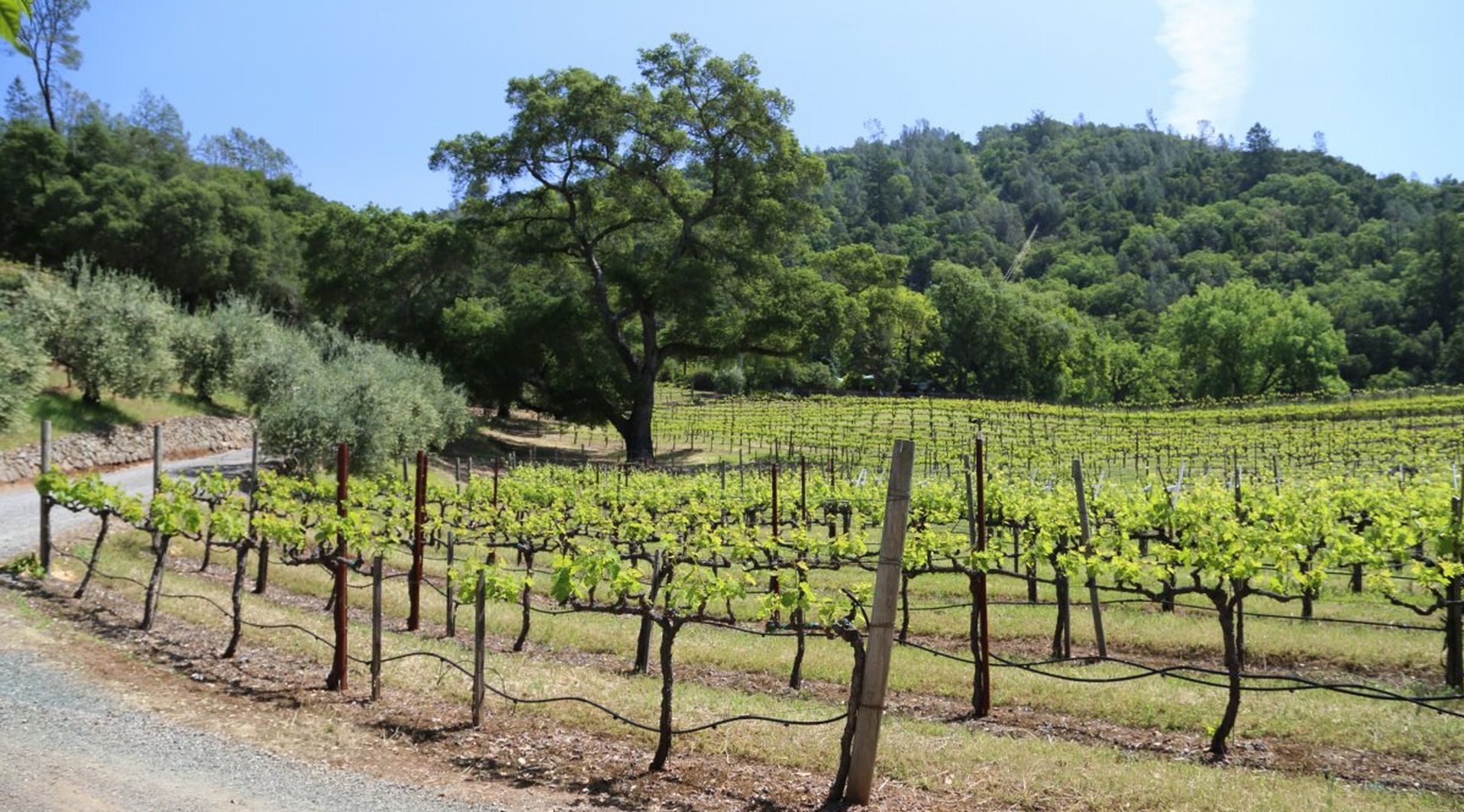 Green And Red Vineyards 