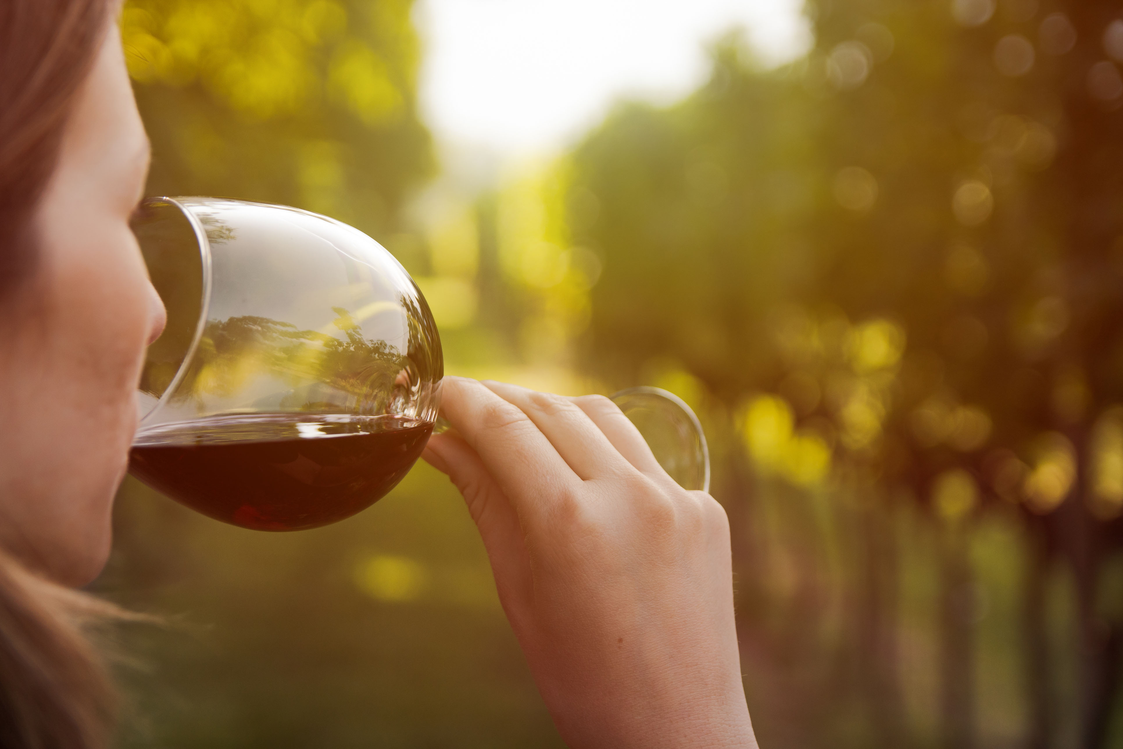 close up of a young woman drinking red wine from a glass in a vineyard ...