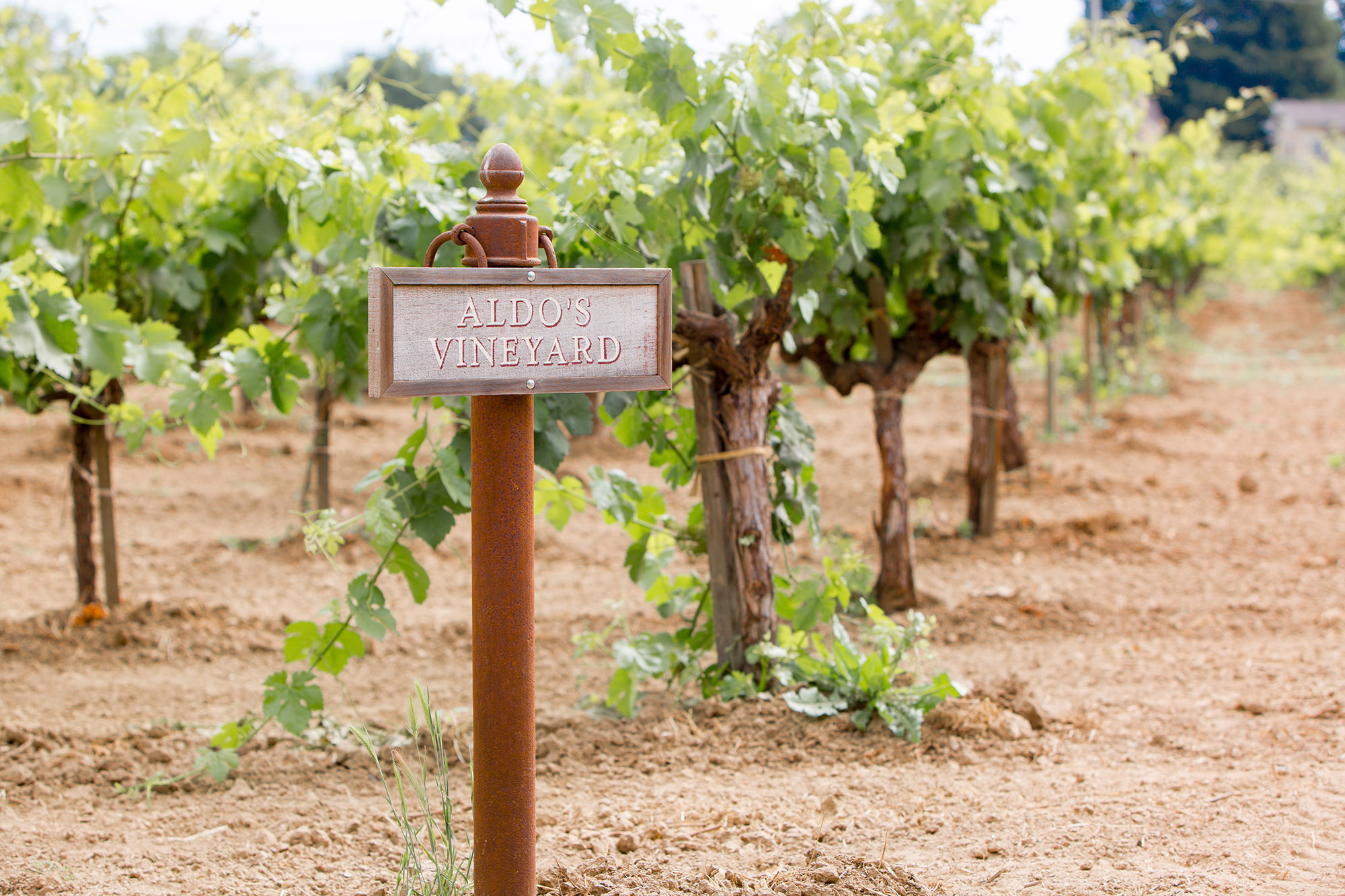 History in a Bottle — Legendary Zinfandel Vineyards ZAP