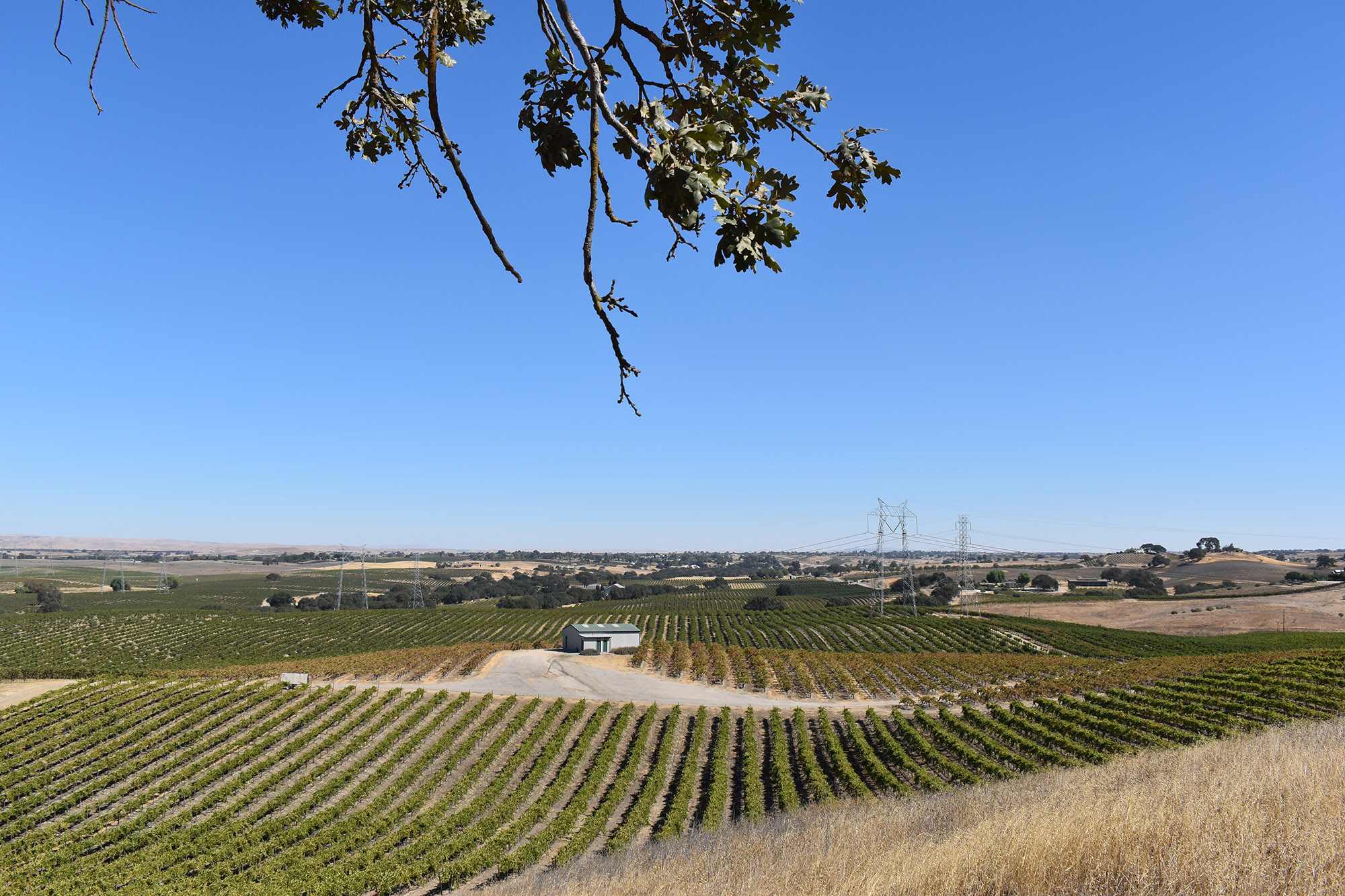 Hidden Legendary Zinfandel Vineyards in Central and Southern California ...