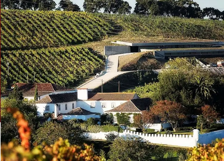 A Vineyard in Portugal
